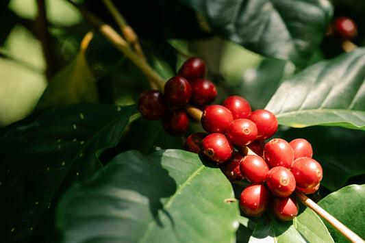 Automating Coffee Processing: Opportunities for Saudi Arabia’s Growing Market